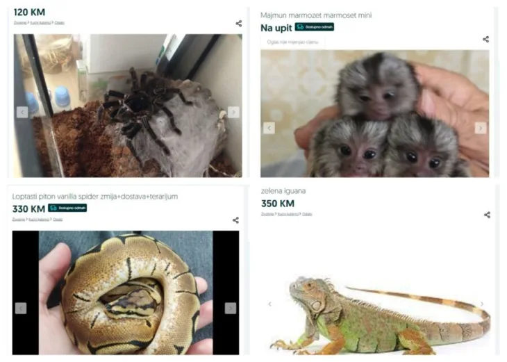 Egzoticne zivotinje olx