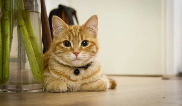 1e69d645290eb20477377f0310dae417 view article