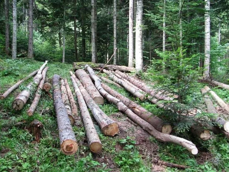Šuma stabla
