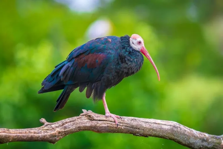 Celavi ibis