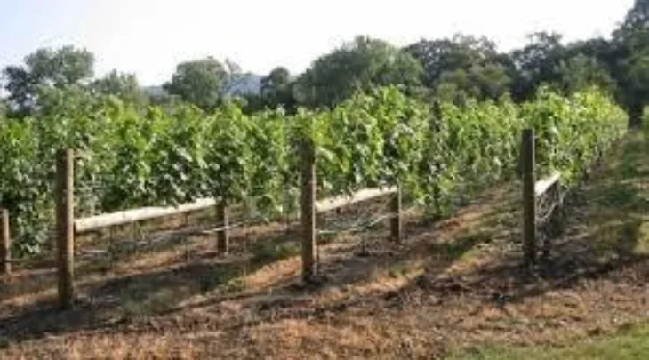 Vinograd hr