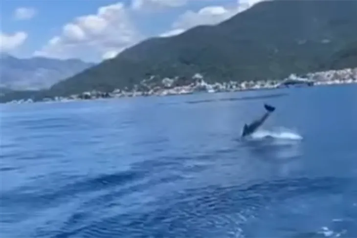 Delfin