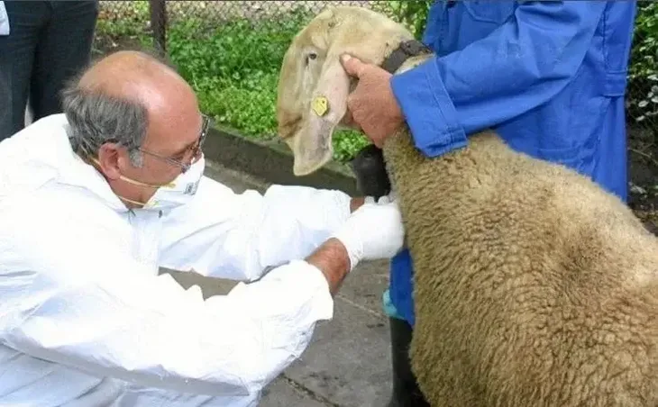 ovca i veterinar