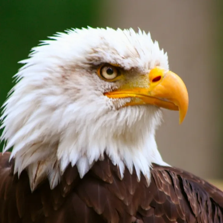 Eagle2 square