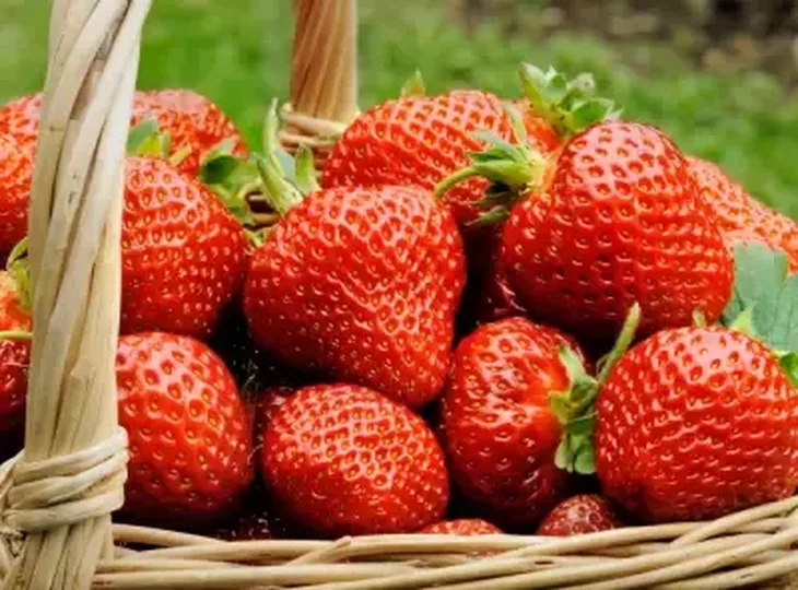 Jagode