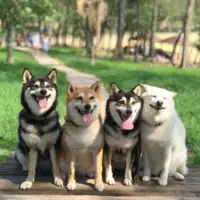 Shiba hina