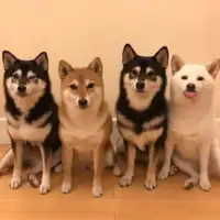 Shiba hina2