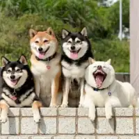Shiba hina3