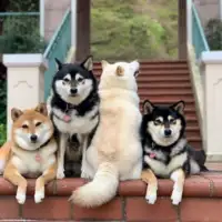 Shiba hina4