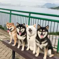 Shiba hina5
