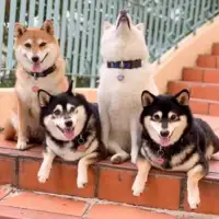 Shiba hina7
