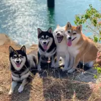 Shiba hina8