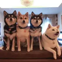 Shiba hina9