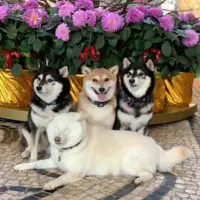 Shiba hina10