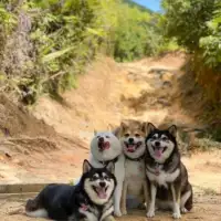 Shiba hina11