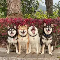 Shiba hina12