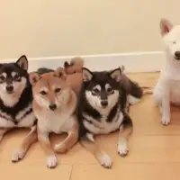 Shiba hina13
