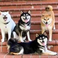 Shiba hina14