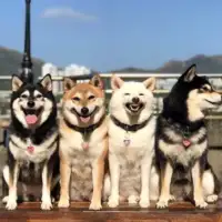 Shiba hina16