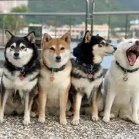 Shiba hina19