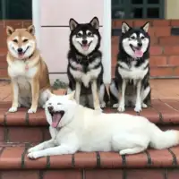 Shiba hina20