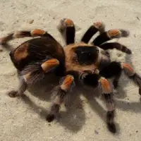 Tarantula
