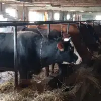 Farma krava fena