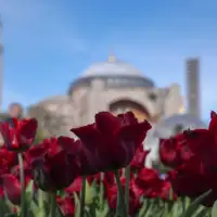 Tulipani istanbul 3aa