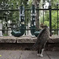 Mačke kod sarajevske džamije Ferhadija AA