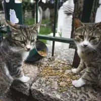 Mačke kod sarajevske džamije Ferhadija AA