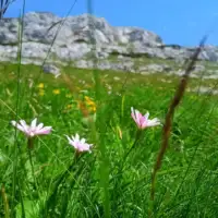 Osječenica, planina bosanski petrovac