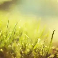Svjetlo trava livada