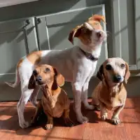 Henry kiki7