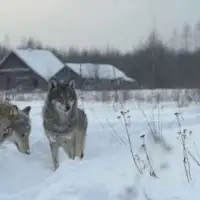 Vukovi cernobil