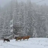 snijeg jahorina 25 IMG 5306