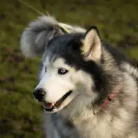 Haski