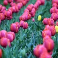 TULIPANI