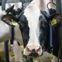 Super krave