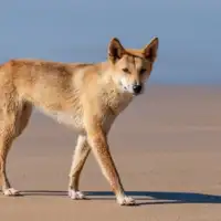 Dingo