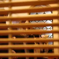 Teravoija begova dzamija6