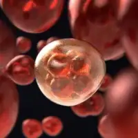 Mitosis gac8f876ea 640