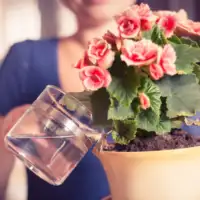 Flower gardening for beginners FB 1200x700 compressed