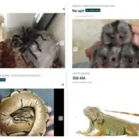 Egzoticne zivotinje olx