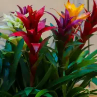 Guzmanija FP 800 45 01