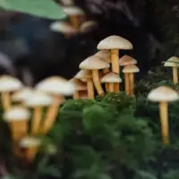 Gljive slika