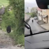 Medo vratnik medvjed maj