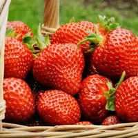 Jagode