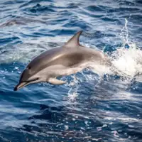 Delfin