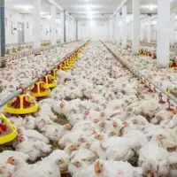 Farma pilica