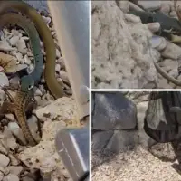 Zmija medu kupacima